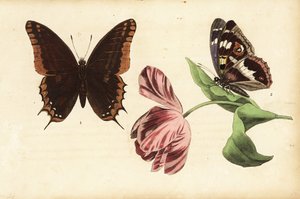 Tohalet pasha, Charaxes jasius 1 og lilla kejser, Apatura iris 2 og tulipan af Unknown